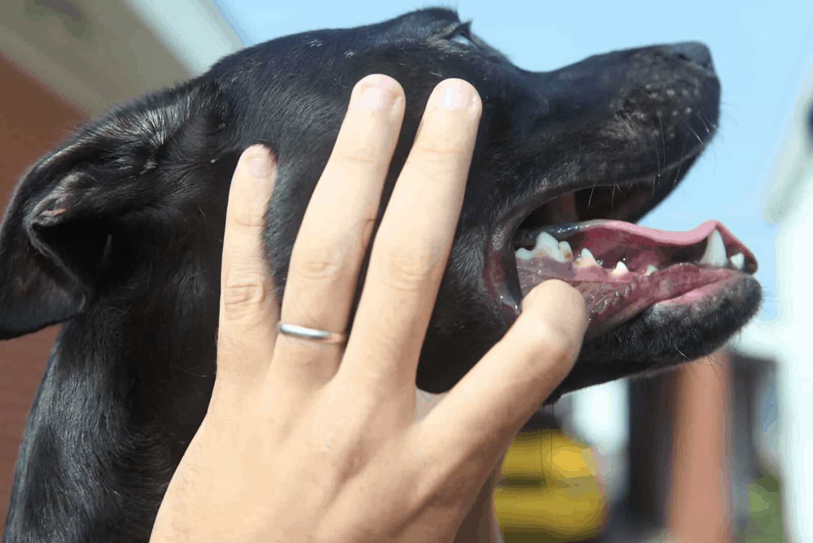 Lip Fold Dermatitis in DogsPuainta®