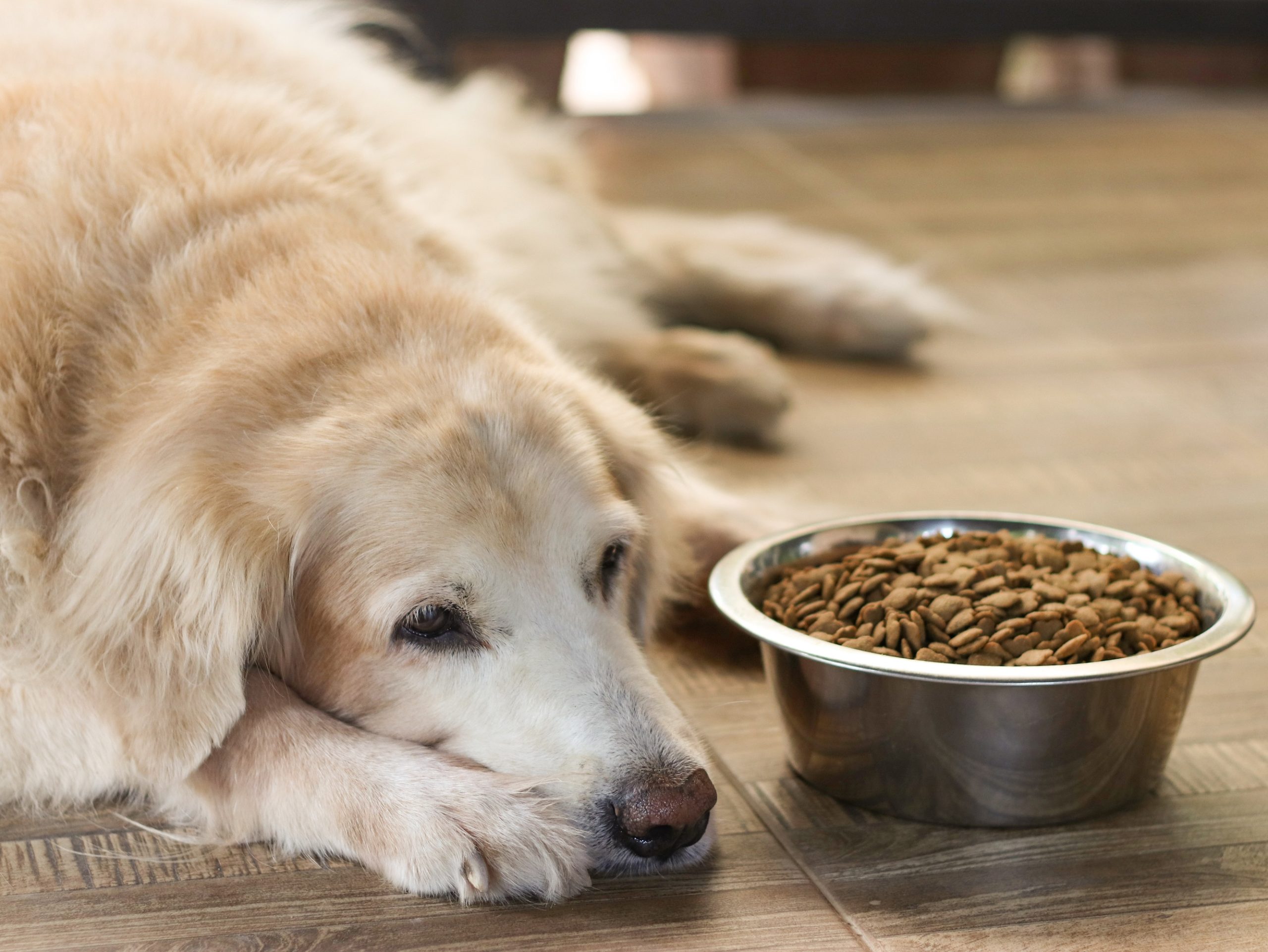 Best dog food 2024 for high liver enzymes