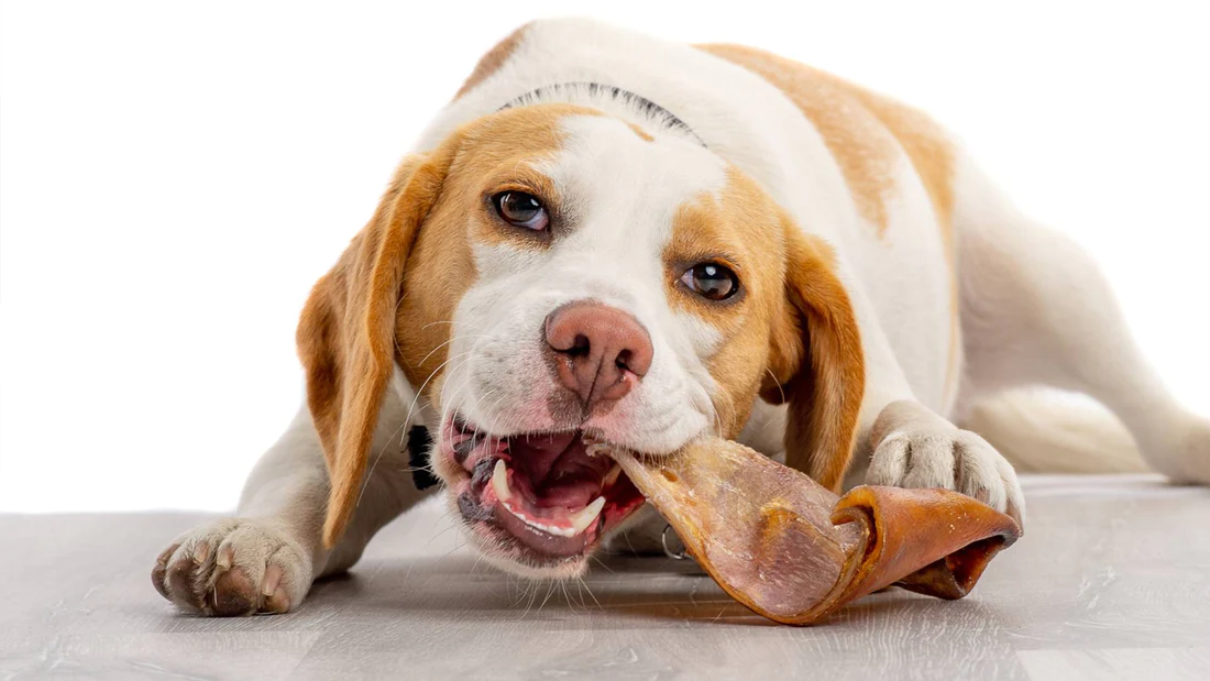 Can dogs eat store pig