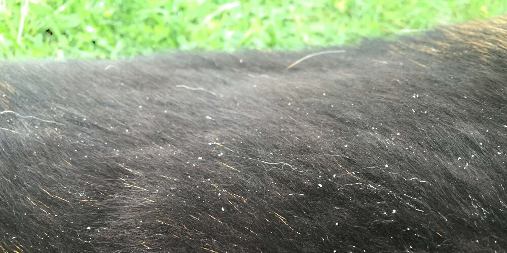 Dry scaly store skin on dog