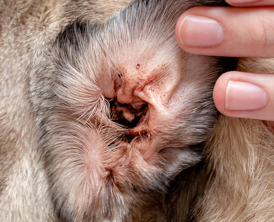 Treatment for ear 2025 yeast infection in dogs