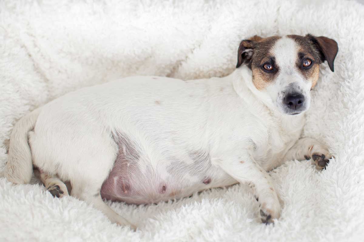 Understanding When Your Dog is Going into Labor-Puainta®