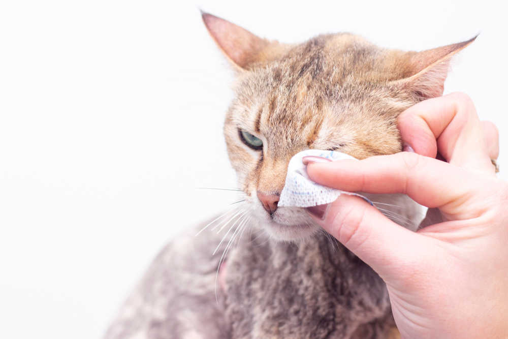 Cat blocked tear 2025 duct home remedy