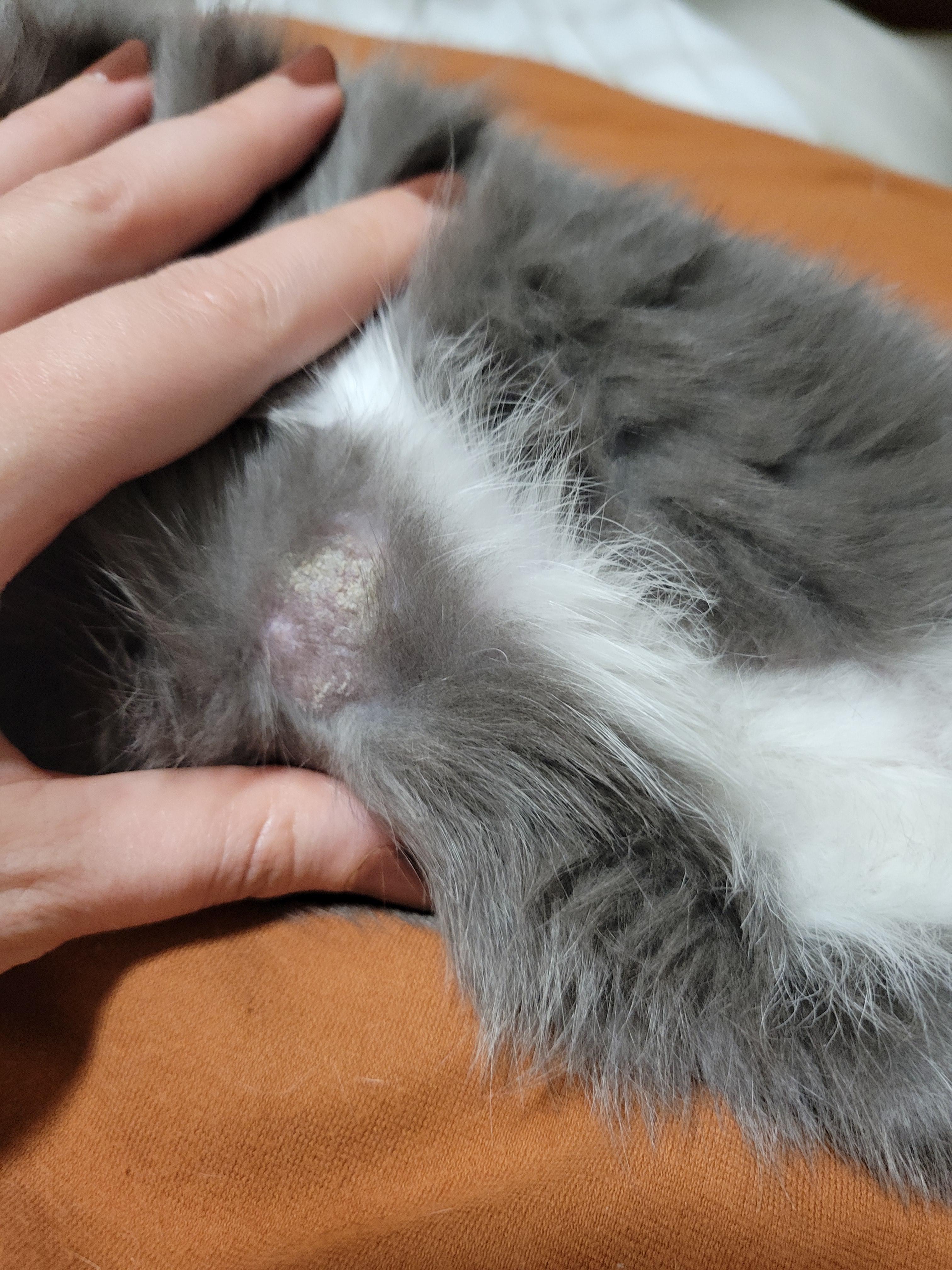 Natural treatment for mange hotsell in cats