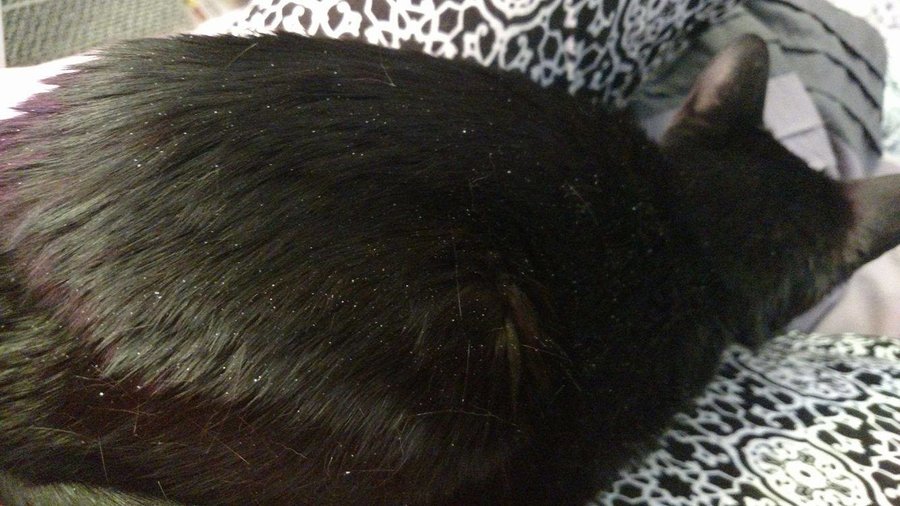 Cat store dandruff treatment