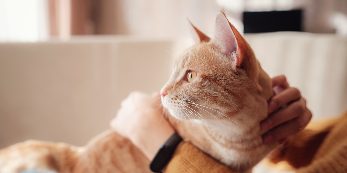 Understanding Cat Wheezing: Causes, Symptoms, And Treatment-puainta®