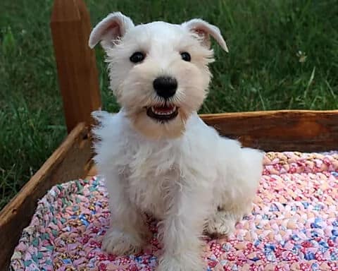 Teacup schnauzers best sale near me