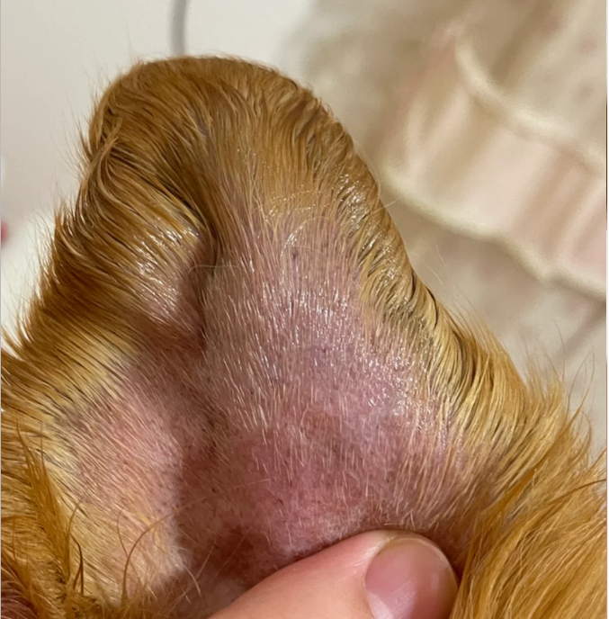 How to Treat a Dog Ear Hematoma at Home