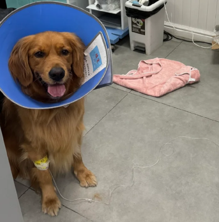Diarrhea in Dogs
