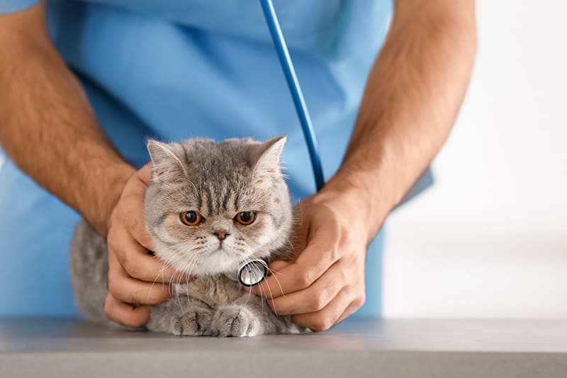 Natural remedies for outlet cat uti infection