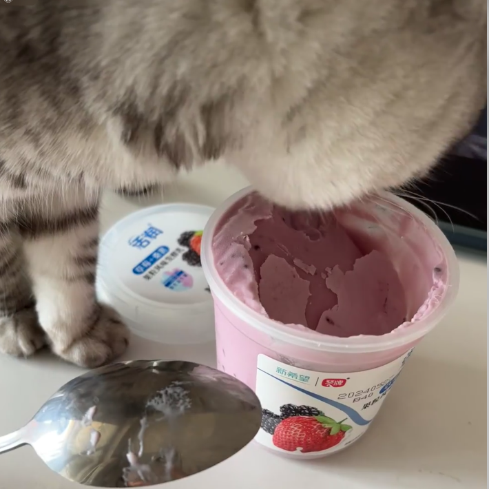 Catster Deals Can Cats Eat Plain Yogurt Clearance Plain Yogurt For