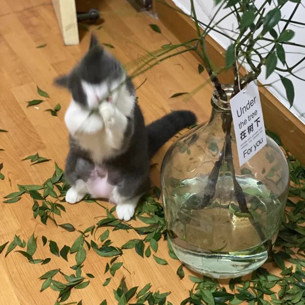 How to Keep Cats Away from Plants