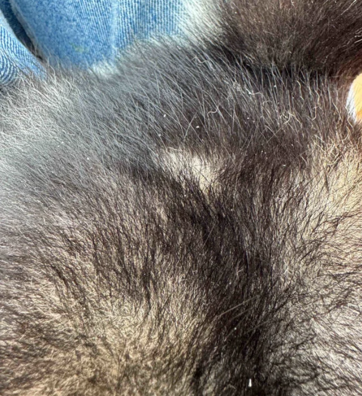 A Complete Guide to Treating Dry Skin in Dogs