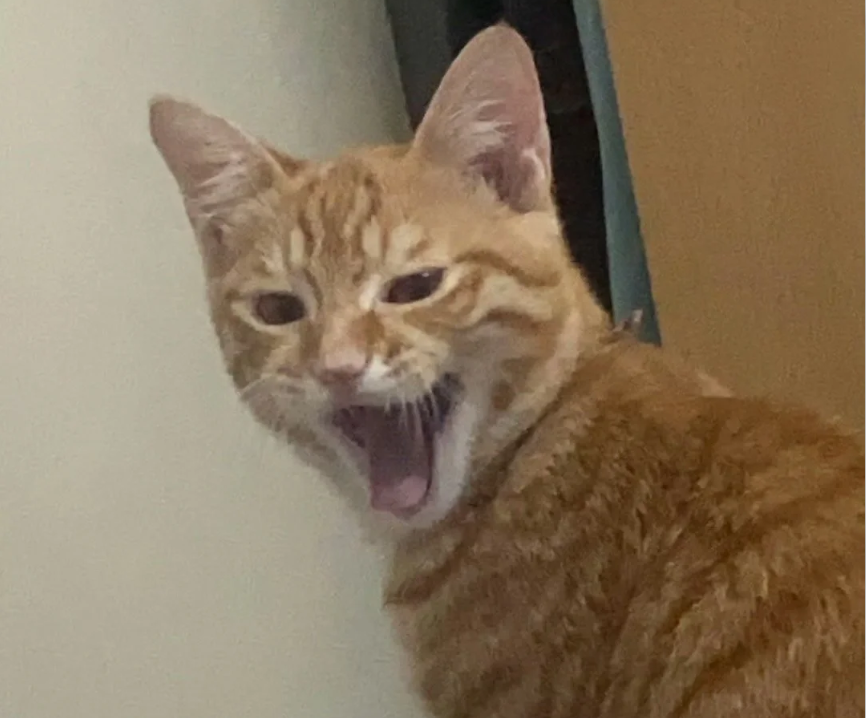 From Purring to Yowling Identifying and Interpreting Odd Noises Made