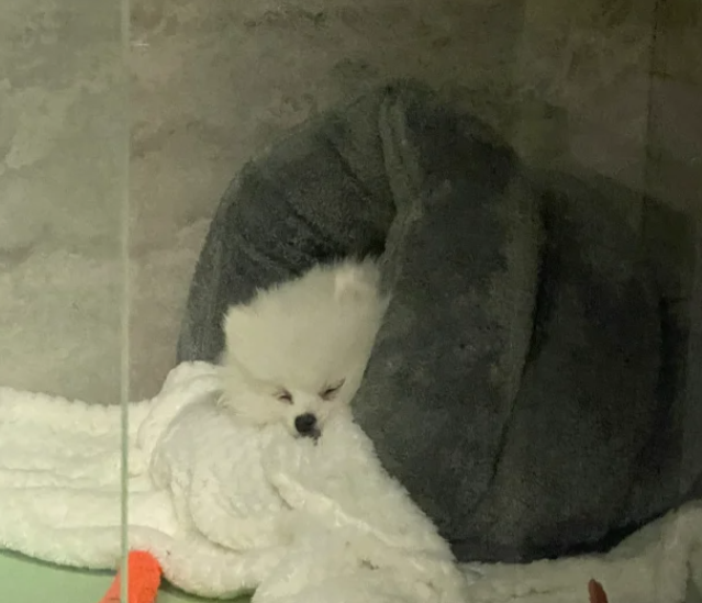 What Cough Medicine is Safe for Dogs