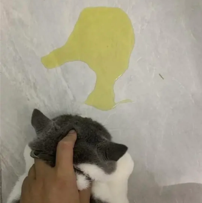 How to Stop a Cat from Spraying Indoors