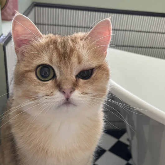 Mosquito Bites on Cats What You Need to Know for Your Pet's Safety