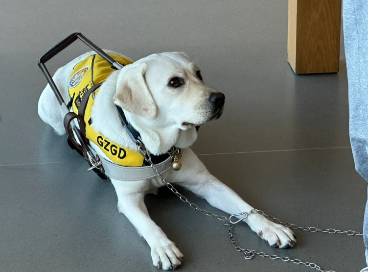 Cheap best guide dogs Shop