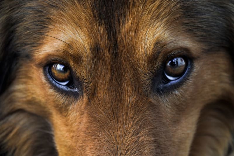 Home Remedies For Dog Eye Discharge