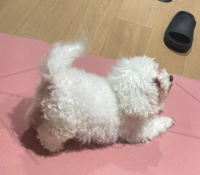 dog yoga