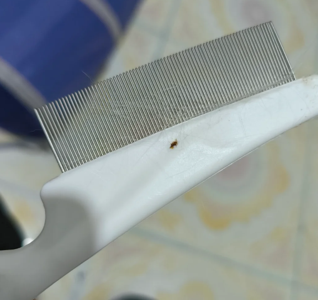 How to Use a Flea Comb on a Cat