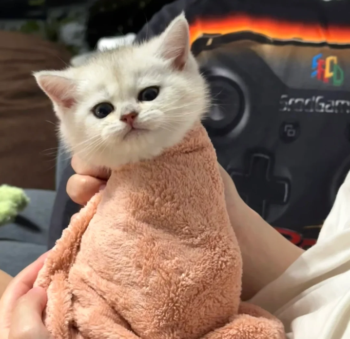 How to Use a Flea Comb on a Cat