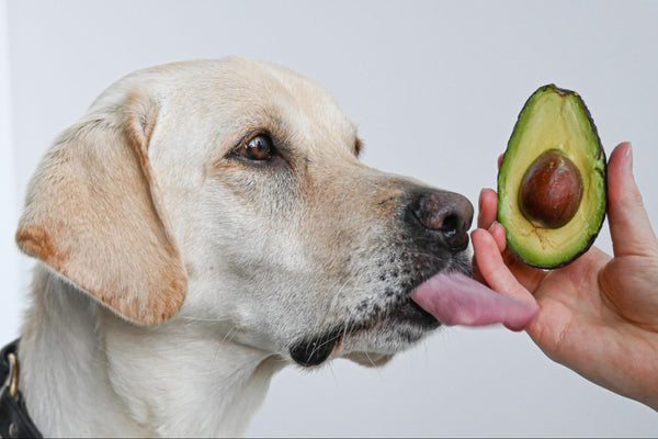 Avocado hot sale oil dogs