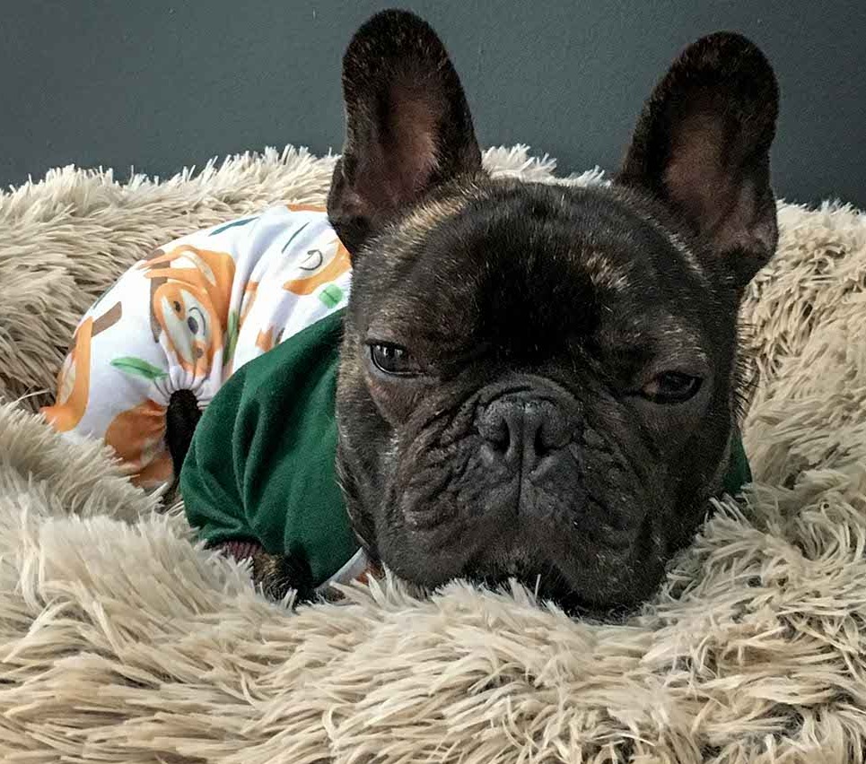 Aspiration Pneumonia in DogsPuainta®