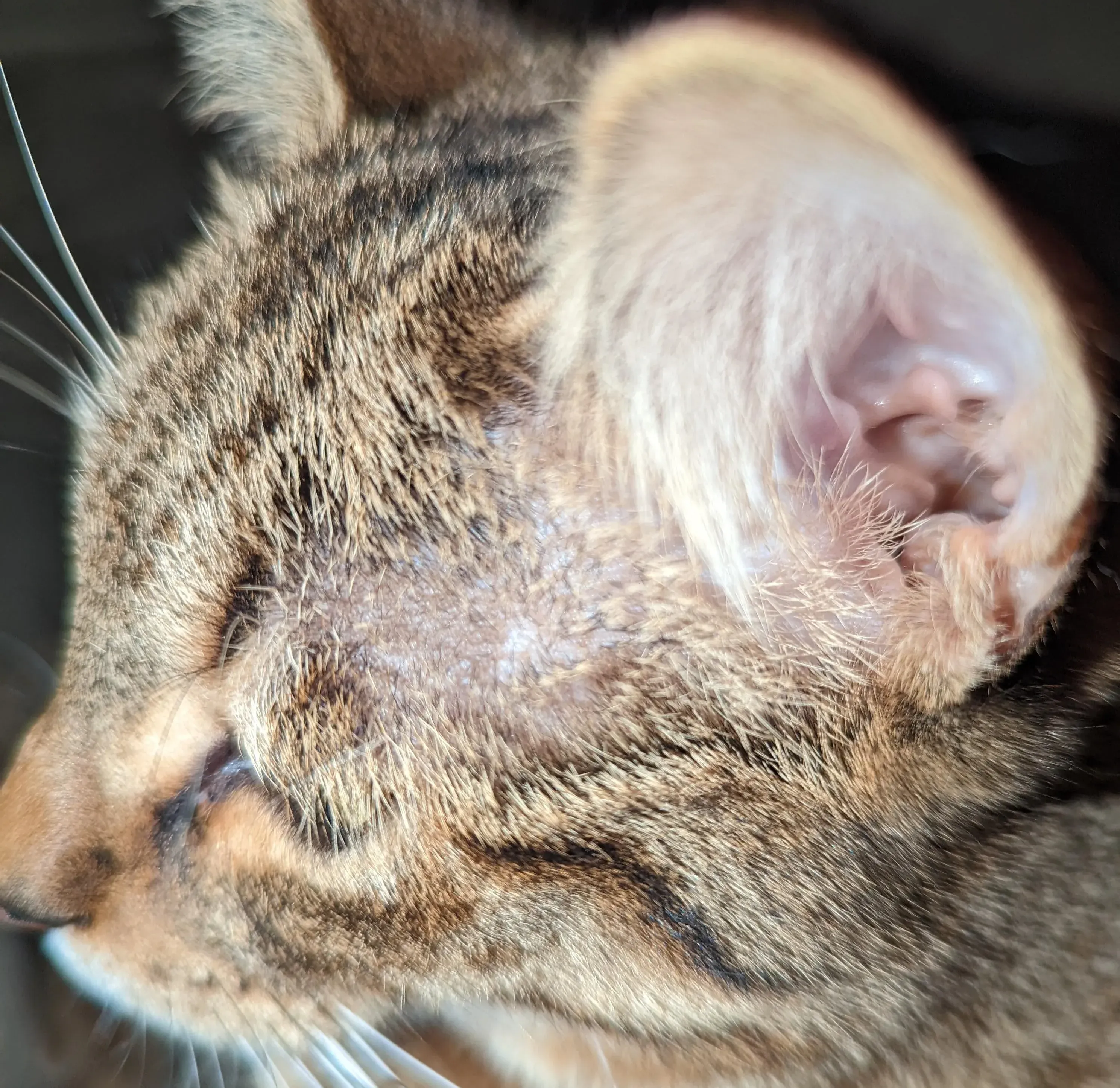 home treatment for cat hair loss