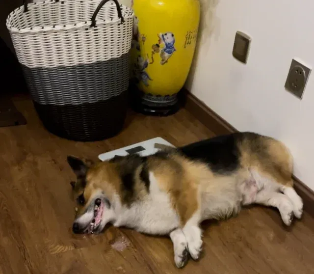 What Can Cause Seizures in Dogs