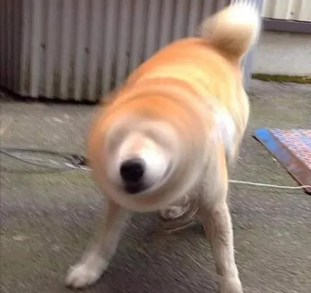 Why Is My Dog Shaking His Head