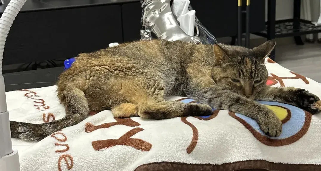 What Causes Liver Disease in Cats