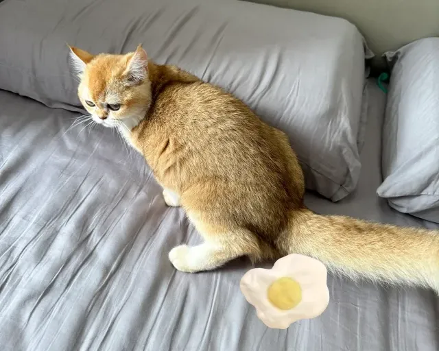 Why Is My Cat Peeing Blood