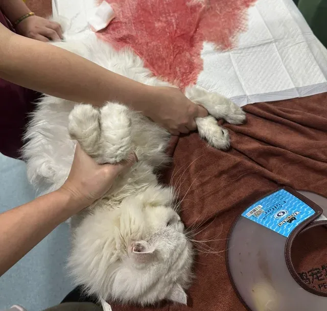 Why Is My Cat Peeing Blood