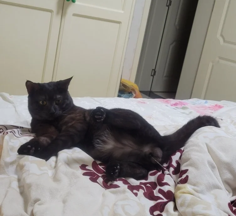 Understanding Male Cat Spraying Behavior and Solutions