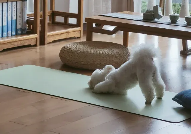 dog yoga