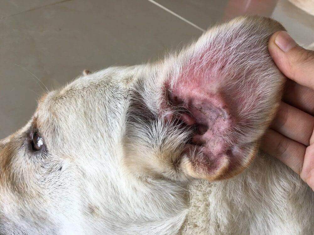 Dog has itchy store ears home remedy