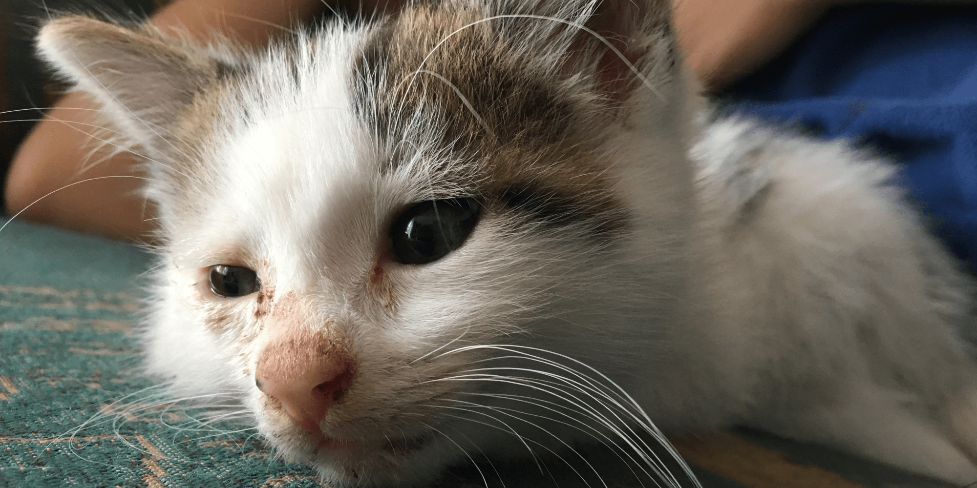 Runny Nose In Cats Puainta runny-nose-in-cats-puainta