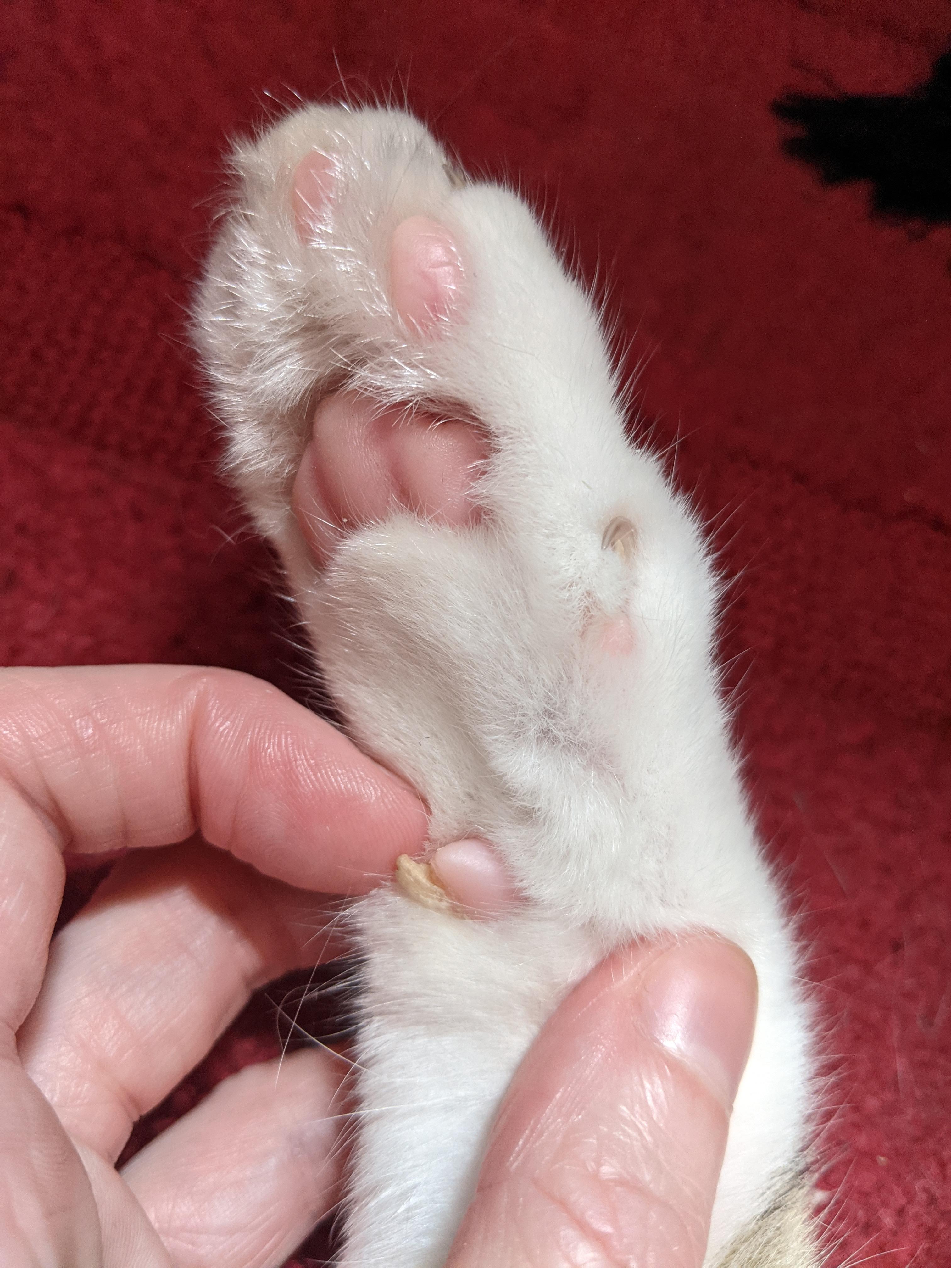 Cat losing best sale hair on paws