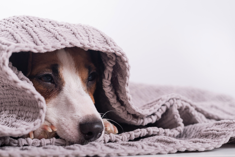 Understanding Lethargy in Dogs: Causes, Symptoms, and Solutions-Puainta®