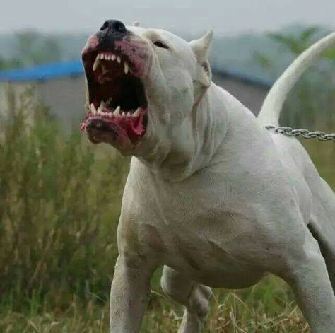 Dogo Argentino Bite Force-Puainta®