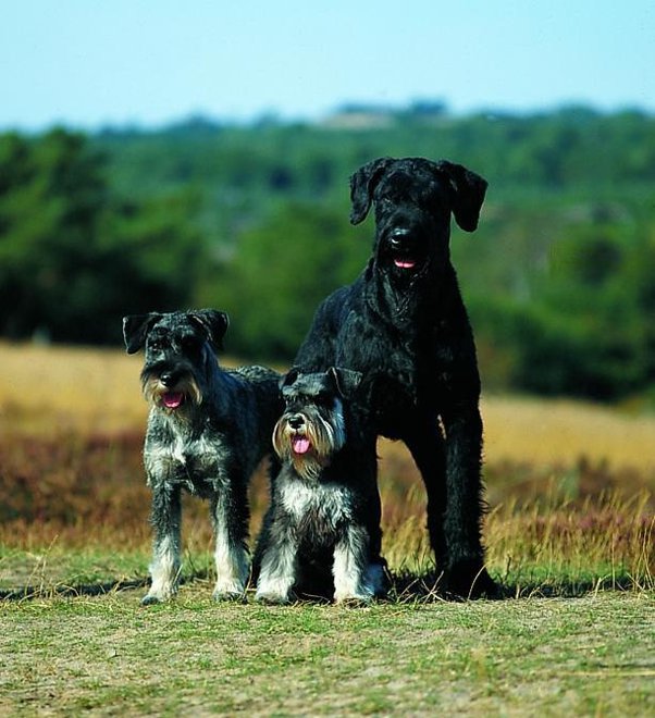 Toy hotsell miniature schnauzer