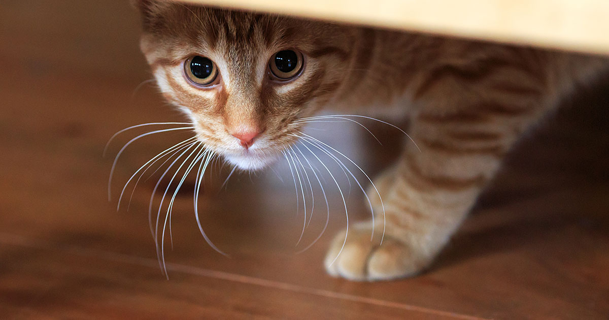 Male Cat Peeing Blood But Acting NormalPuainta®