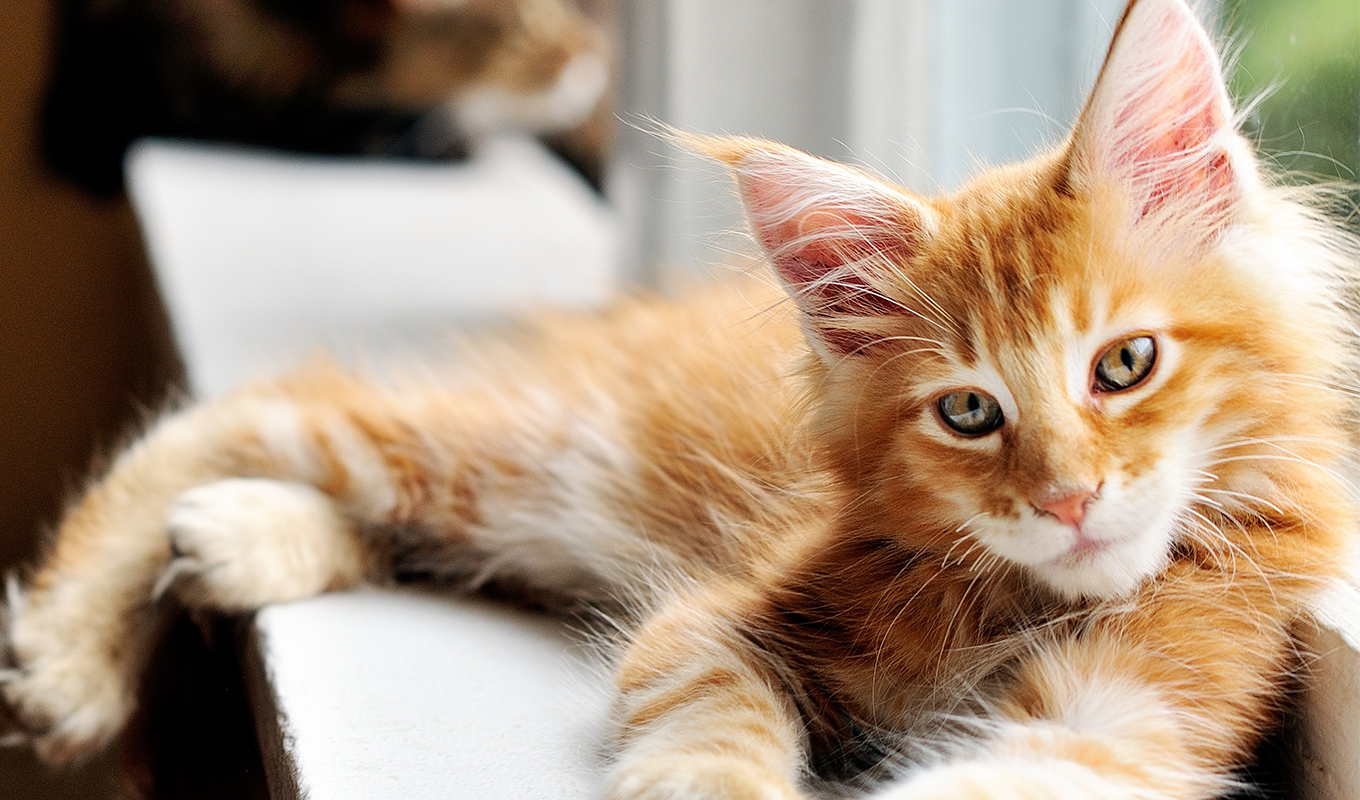 Are orange store cats always male