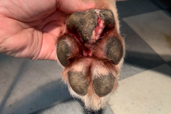 Infection in 2025 dogs paw pads