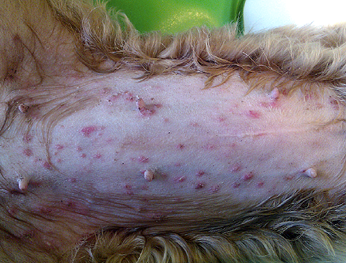 Natural treatment 2025 for puppy impetigo