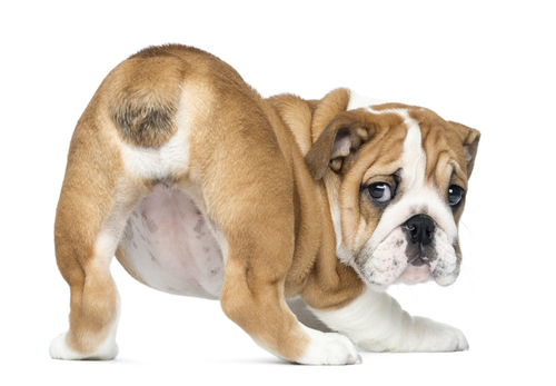 Dog external outlet hemorrhoid treatment