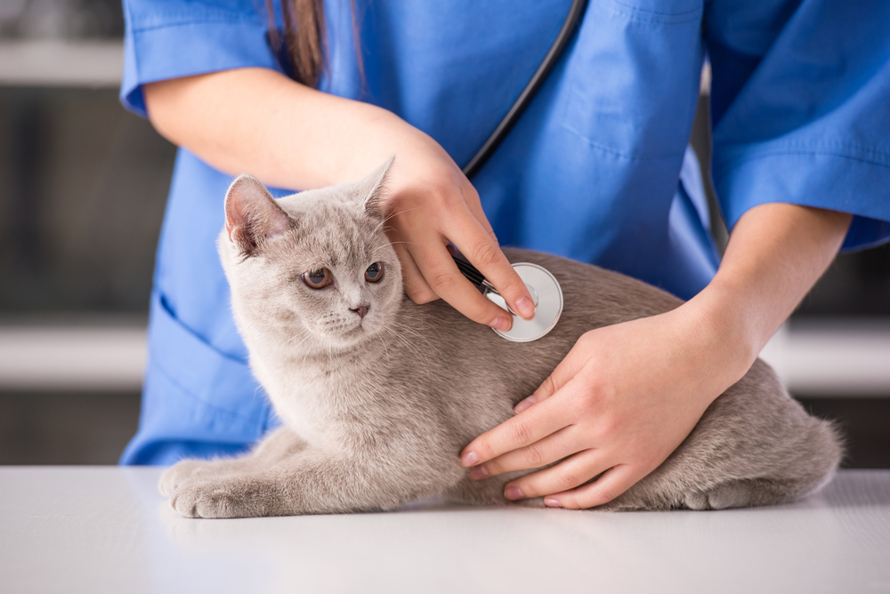 Upper Respiratory Infection in Cats: Causes, Symptoms, and Treatment