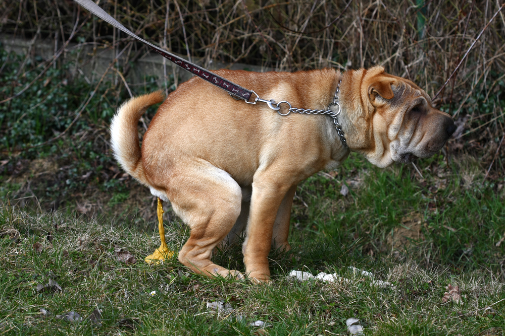 What can i give my outlet dog to help with diarrhea