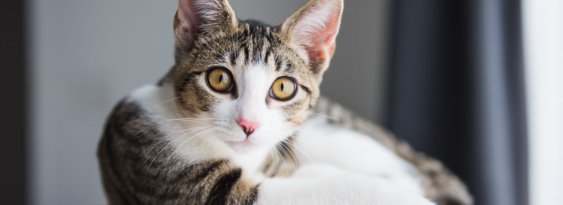How Long Does Dewormer Take to Work on CatsPuainta®